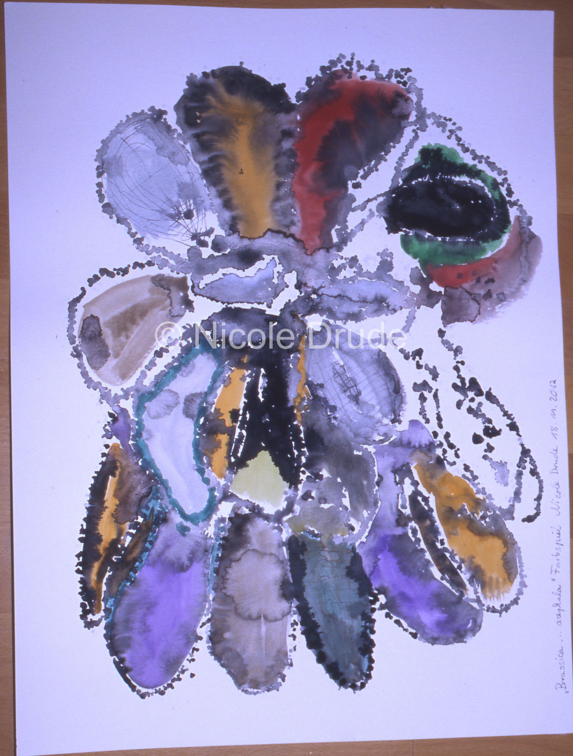 Brassica ... acephala Farbspiel